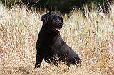 LABRADOR 958